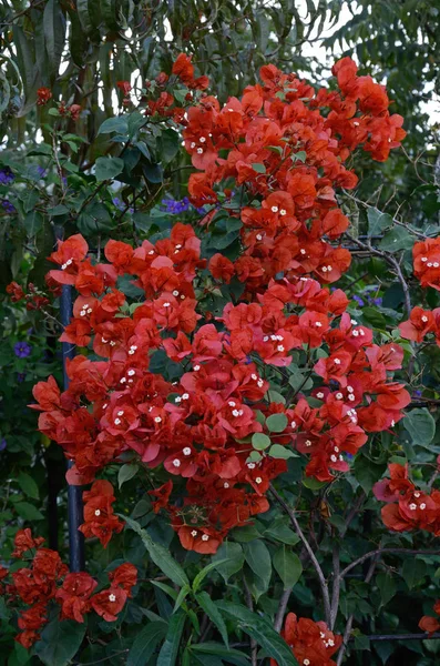 Крупним планом барвистий червоний Бугенвіль в середземноморському саду — стокове фото