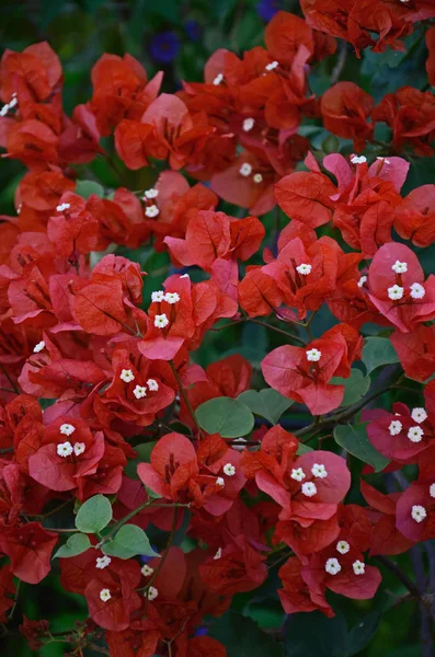 Blízko pestré červené Bougainvillea ve středomořské zahradě — Stock fotografie