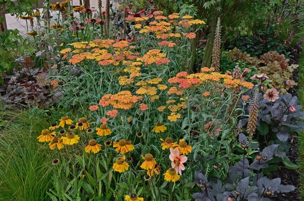 A colourful flower border with Achillea millefolium Paprika and Heleniums — Stock Photo, Image