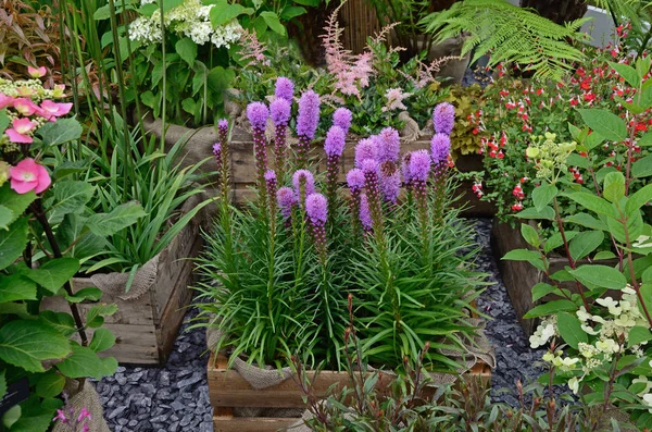 Liatris spicata floração em um recipiente simples em um viveiro de flores — Fotografia de Stock