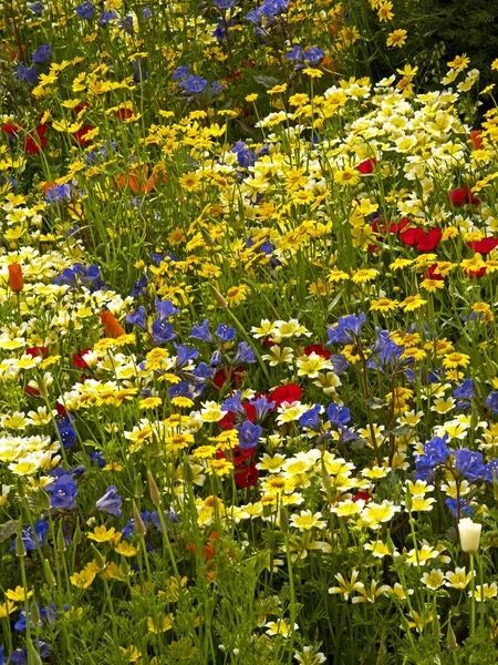 Farbenfrohe Wildblumenwiese, die kalifornische Blumen in einer Gartenblumeneinfassung zur Schau stellt — Stockfoto