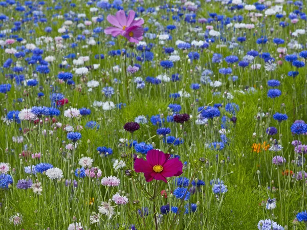Centaurea cyanus Cornflowers and Cosmos growing in a colourful flower meadow — Stock Photo, Image