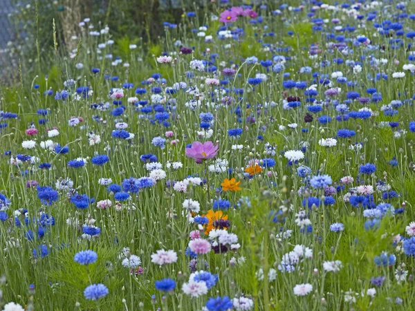 Centaurea cyanus Cornflowerská a Kosmos rostoucí v pestré květinové louce — Stock fotografie