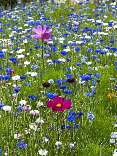 Centaurea cyanus Bleuets et cosmos poussant dans un pré fleuri coloré — Photo