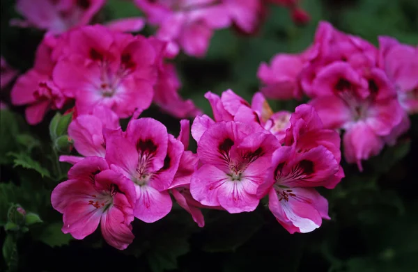 Pelargonium 'Jewel' fechar em uma borda de flor — Fotografia de Stock