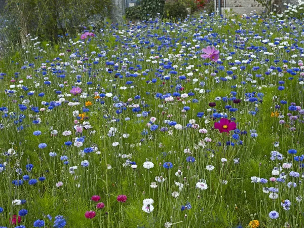 Centaurea cyanus Cornflowerská a Kosmos rostoucí v pestré květinové louce — Stock fotografie