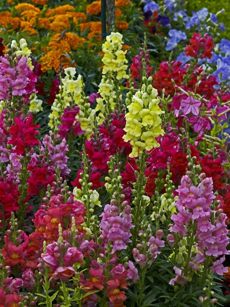 Färgsprakande urval av Antirrhinum majus i en blomma gräns — Stockfoto