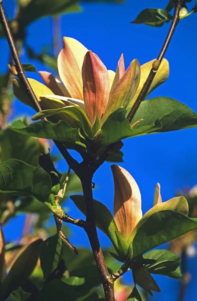 Magnolia x Brooklynensis 'Woodsman' em um jardim rural francês — Fotografia de Stock