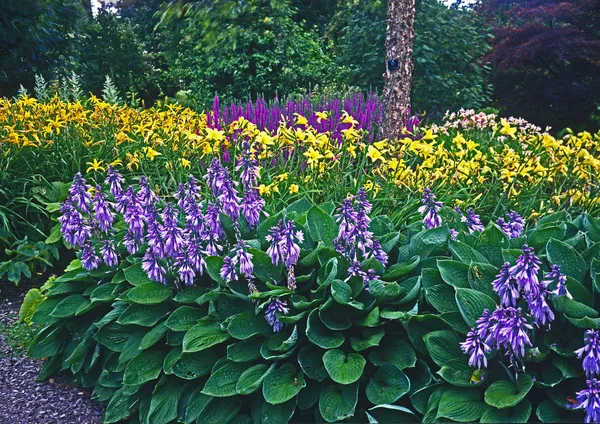 The gardens of a country house showing a colourful border with flowering hostas and datlillies in summer — Stock Photo, Image