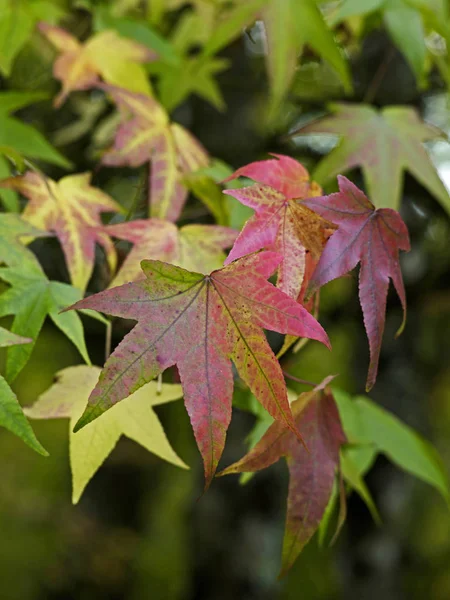 Folhas de outono do Liquidambar styraciflua em uma floresta garde — Fotografia de Stock