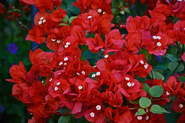 Blízko pestré červené Bougainvillea ve středomořské zahradě — Stock fotografie