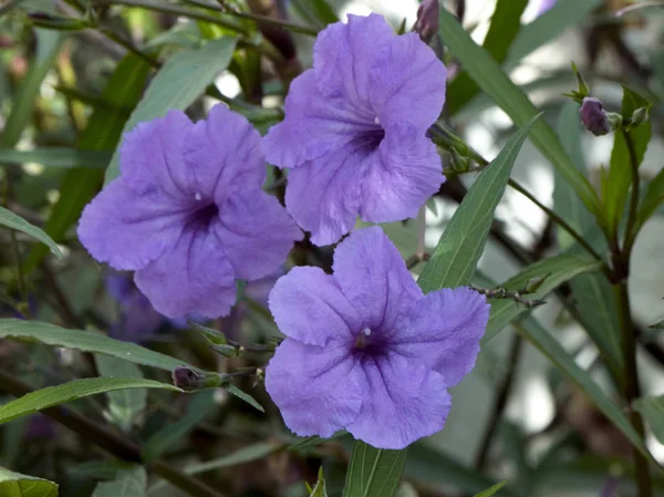 Close up of Nicandra flowers in a Mediterranean garden — Stock Photo, Image