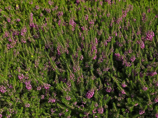 Heather Calluna vulgaris w kwiatach — Zdjęcie stockowe