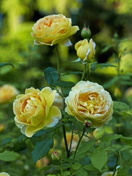 Rosa "Χρυσή έκπληξη" σε ένα λουλούδι σύνορα — Φωτογραφία Αρχείου