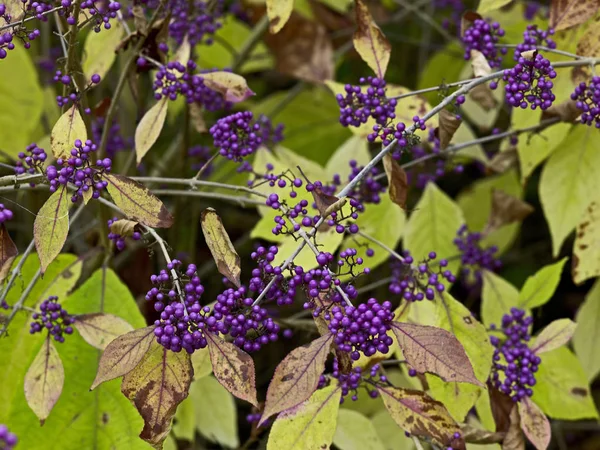 Um grande arbusto Callicarpa bodinieri com bagas de outono crescendo em um jardim rural — Fotografia de Stock