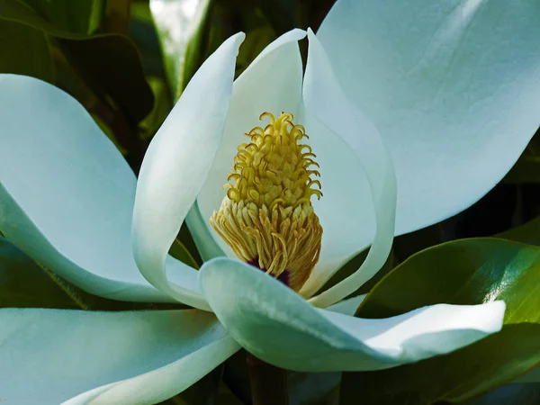 Primer plano de la Magnolia grandiflora en un borde de flores — Foto de Stock