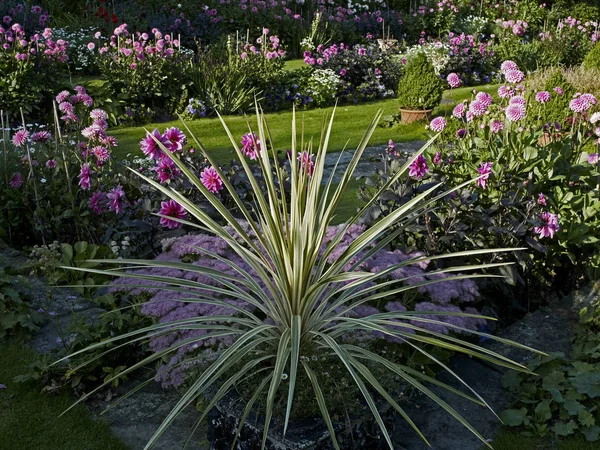 Ένα πολύχρωμο λουλούδι σύνορο των ποικιλόμορφων γρασίδι και Dahlias συμπεριλαμβανομένης της Dahlia "Συναρπαστική" σε ένα καλοκαιρινό κήπο — Φωτογραφία Αρχείου