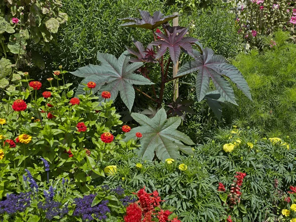 Színes vegyes virág határ Heliotrope és Ricinus — Stock Fotó