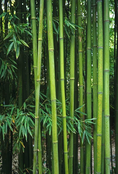 Phyllostachys viridiglaucescens Bamboe groeiend in een Franse tuin — Stockfoto