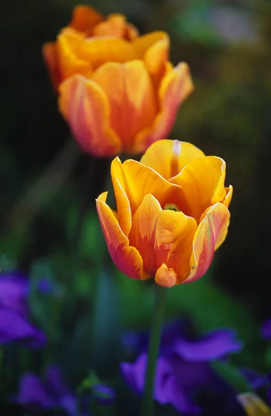 Tulipa 'Princess Irene' στο Chenies Manor Garden — Φωτογραφία Αρχείου