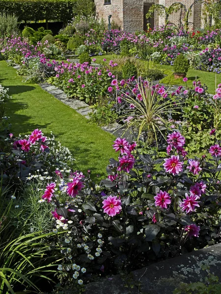 Uma exibição impressionante se verão floração rosa Dahlias em uma borda de flor jardim afundado — Fotografia de Stock