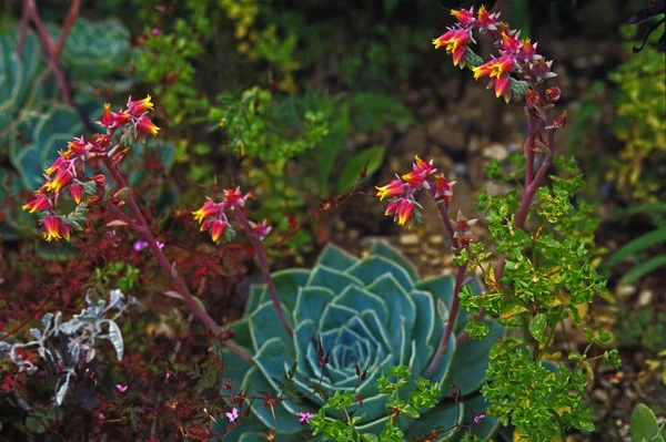 Succulent Echeveria secunda впритул — стокове фото