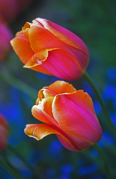 La Tulipa 'Dordogne' de cerca en un borde de flores de primavera — Foto de Stock
