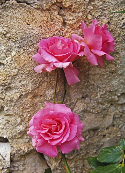 Zbliżenie różowej róży przed murem w Prowansji — Zdjęcie stockowe