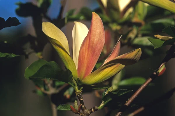 Magnolia x Brooklynensis 'Woodsman' en un jardín rural francés —  Fotos de Stock