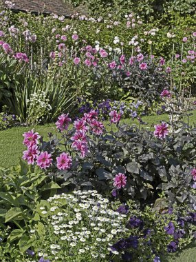 A colourful flower border of Dahlia 'Fascination' in a summer garden clipart