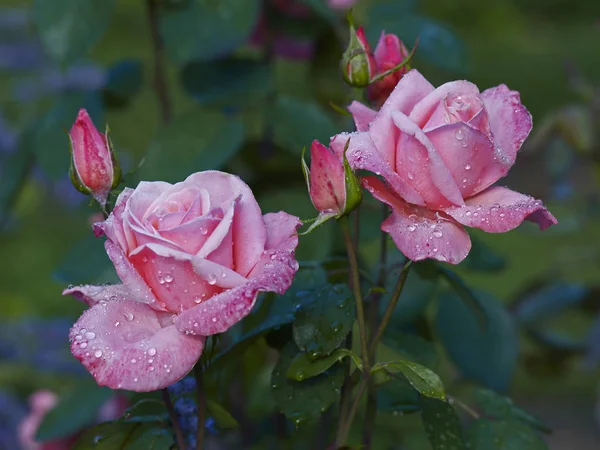 Orvalho coberto rosas rosa pálidas em close-up — Fotografia de Stock