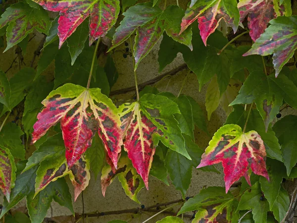 Herfst kleuren van de Parthenocissus tricuspidata klimmen op een tuinmuur — Stockfoto