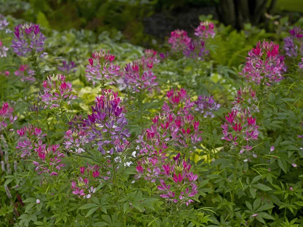 Close up view of a colourful Cleome hassleriana in a flower border — Stock Photo, Image