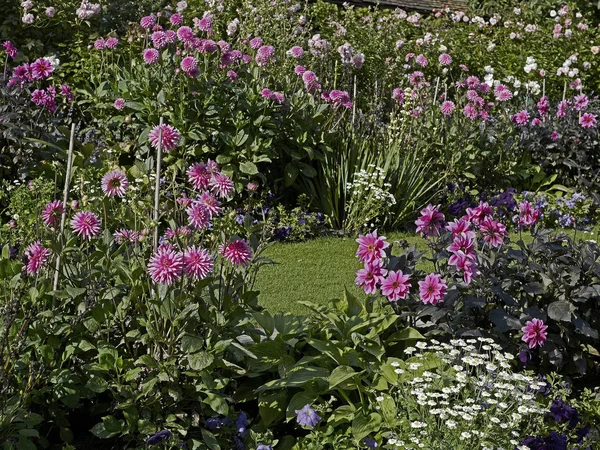 Uma fronteira de flores coloridas de Dahlias, incluindo Dahlia 'Fascinatien jardim flor fronteira — Fotografia de Stock