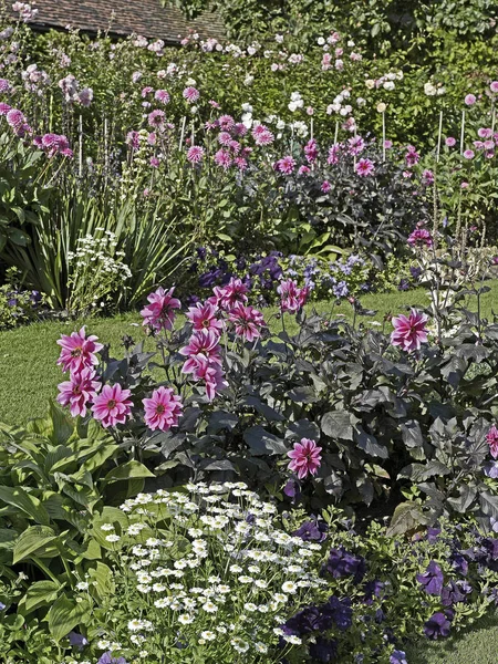 在夏日的花园里，大丽花"迷人"的五彩缤纷的花边 — 图库照片