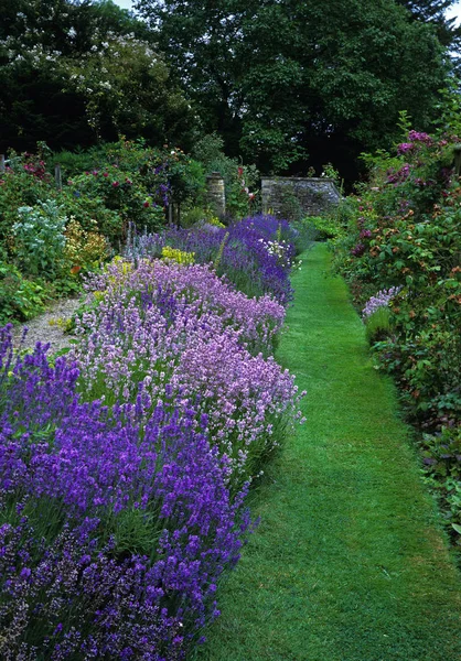 Farbenfroher Lavendelrand im Landhausgarten — Stockfoto