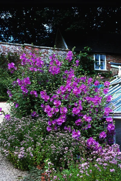 Jardín amurallado en un jardín de casa de campo con Lavatera rosa colorido — Foto de Stock