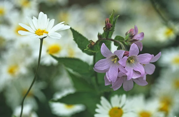Close-up de uma Campanula lactiflora em uma borda de flor — Fotografia de Stock