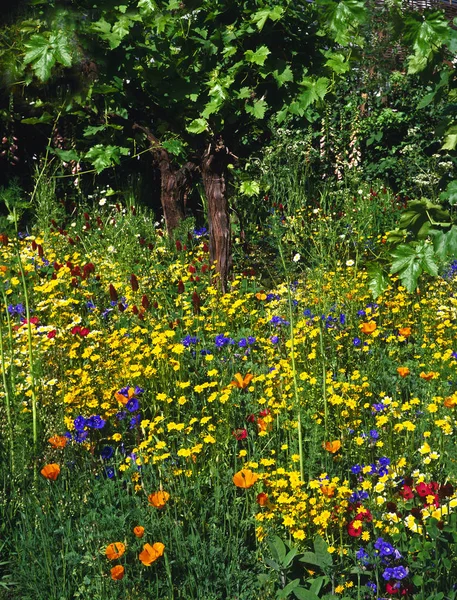 Färgglada kaliforniska blomma gränsen gör en imponerande uppvisning av blandade blommor och färger — Stockfoto