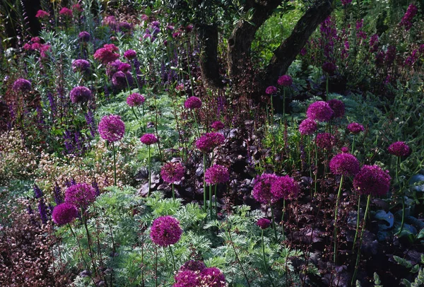 Um interessante jardim mediterrâneo em tons de malva e purplle Alliums e uma oliveira — Fotografia de Stock