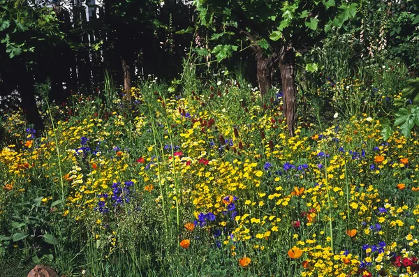 Färgglada kaliforniska blomma gränsen gör en imponerande uppvisning av blandade blommor och färger — Stockfoto