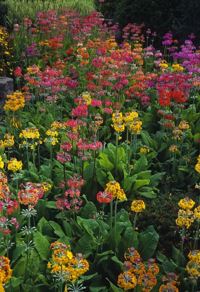 Bir bataklık bahçesindeki çiçek sınırında Primula Bulleyana 'nın renkli ve etkileyici bir gösterisi. — Stok fotoğraf
