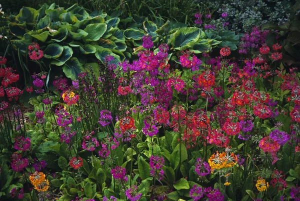 Una colorida e impresionante muestra de Primula Beesiana en un borde de flores — Foto de Stock