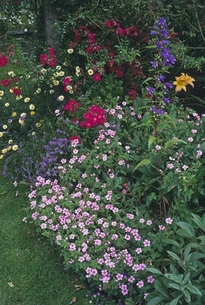 Colorido arreglo y combinación de plantas de rosas, geranios y lavanda en un borde de flores — Foto de Stock