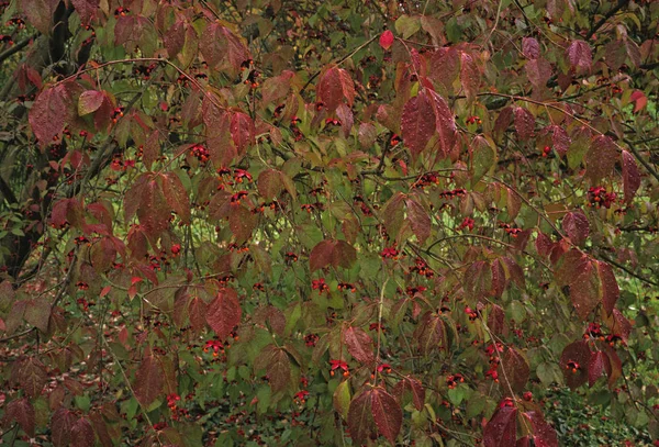Colourful Autumn leaves and berries of the Euonymus oxphyllus \'Spindle Tree\' in a woodland garden