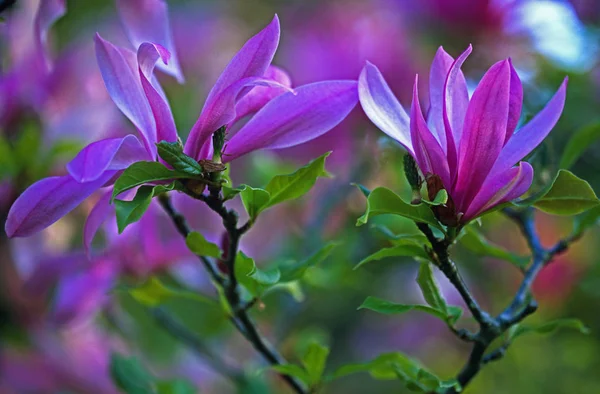 Magnolia Vos Kosar 'Pinkie' groeit in een Franse tuin — Stockfoto