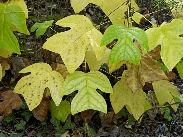 Folhas de outono do Liriodendron sinensis em um jardim florestal — Fotografia de Stock