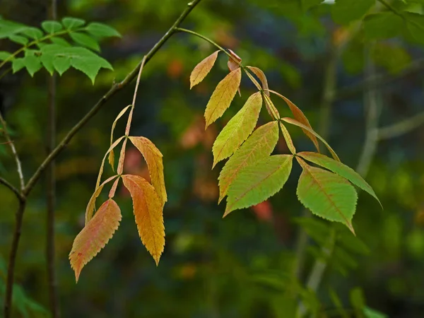 Folhas de outono do Rhus chinensis, Sumac chinês — Fotografia de Stock