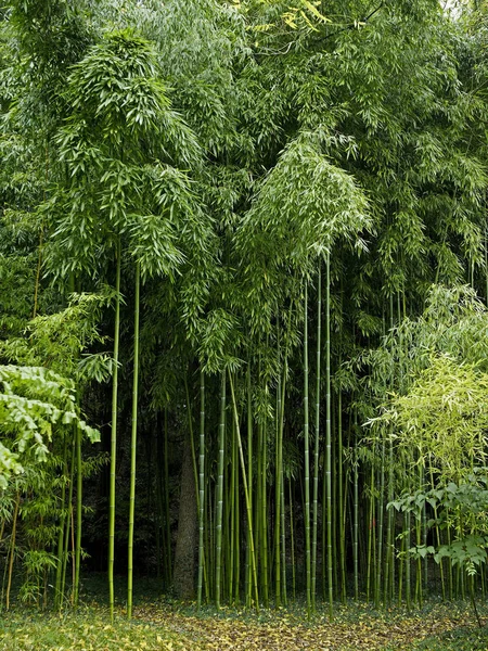 De snel groeiende Bamboe Phyllostachys vivax 'Huanwenzhu', Phyllostachys viridiglaucens, in een Franse gespecialiseerde tuin — Stockfoto