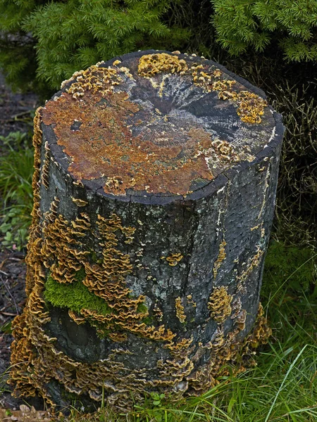 Un tronco de árbol de bosque con hongos, litchen y crecimiento orgánico — Foto de Stock